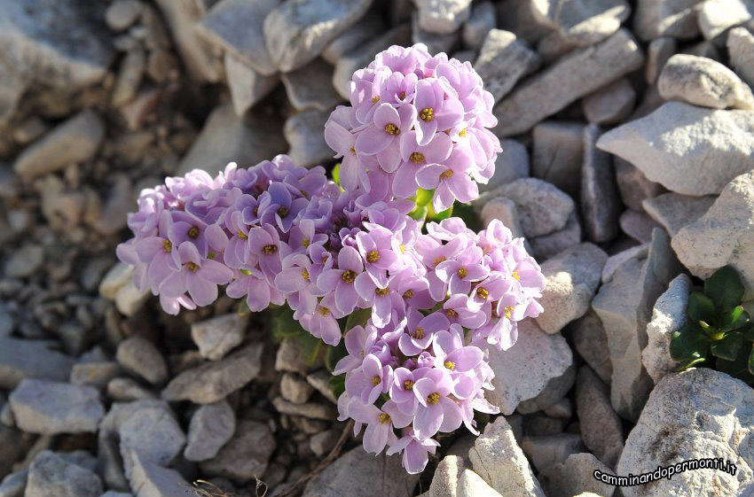 070 Noccaea rotundifolia.JPG